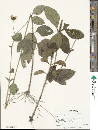 Helianthus silphioides image