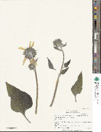 Helianthus annuus image