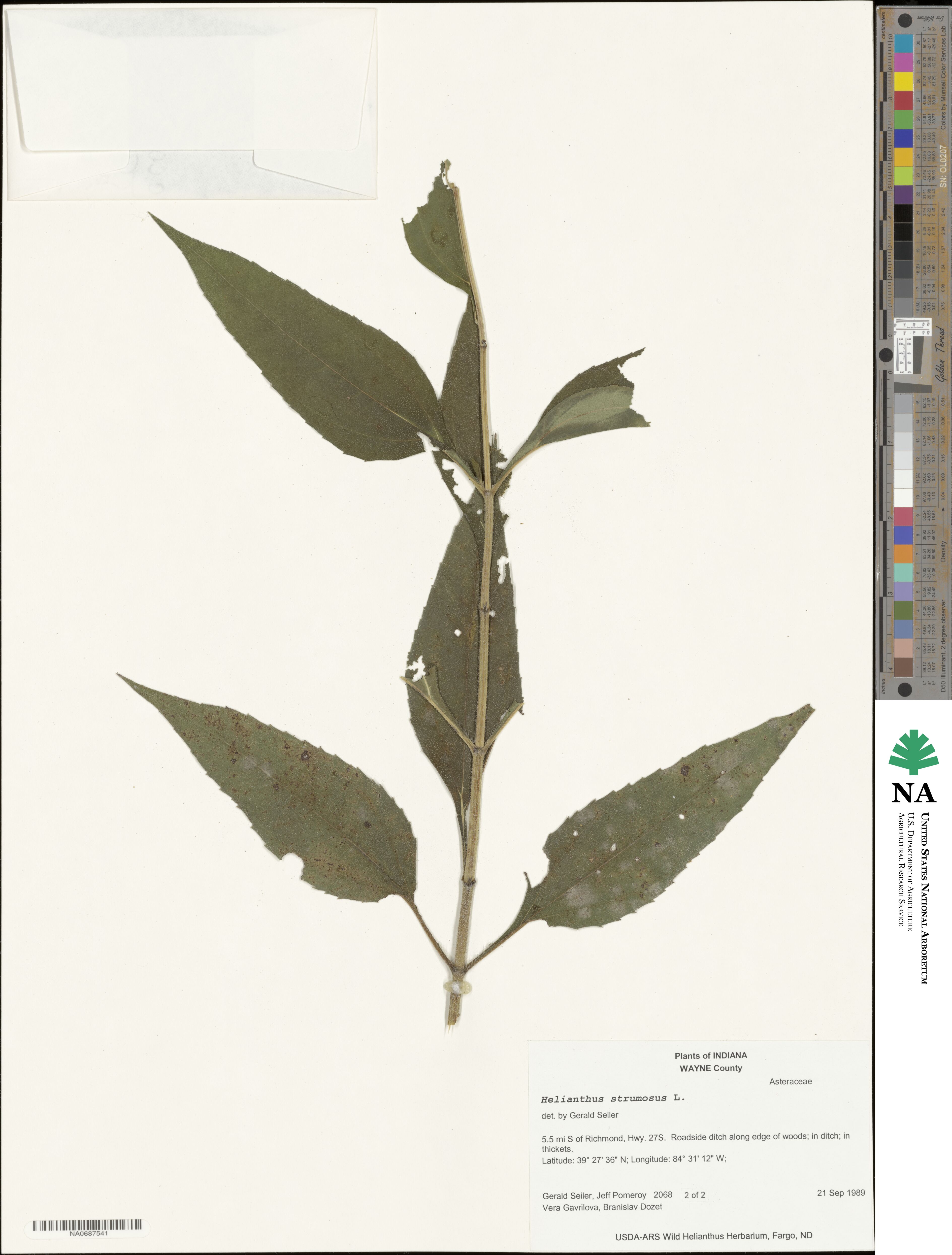 Helianthus strumosus image