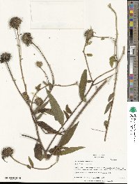 Helianthus strumosus image