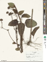 Helianthus silphioides image