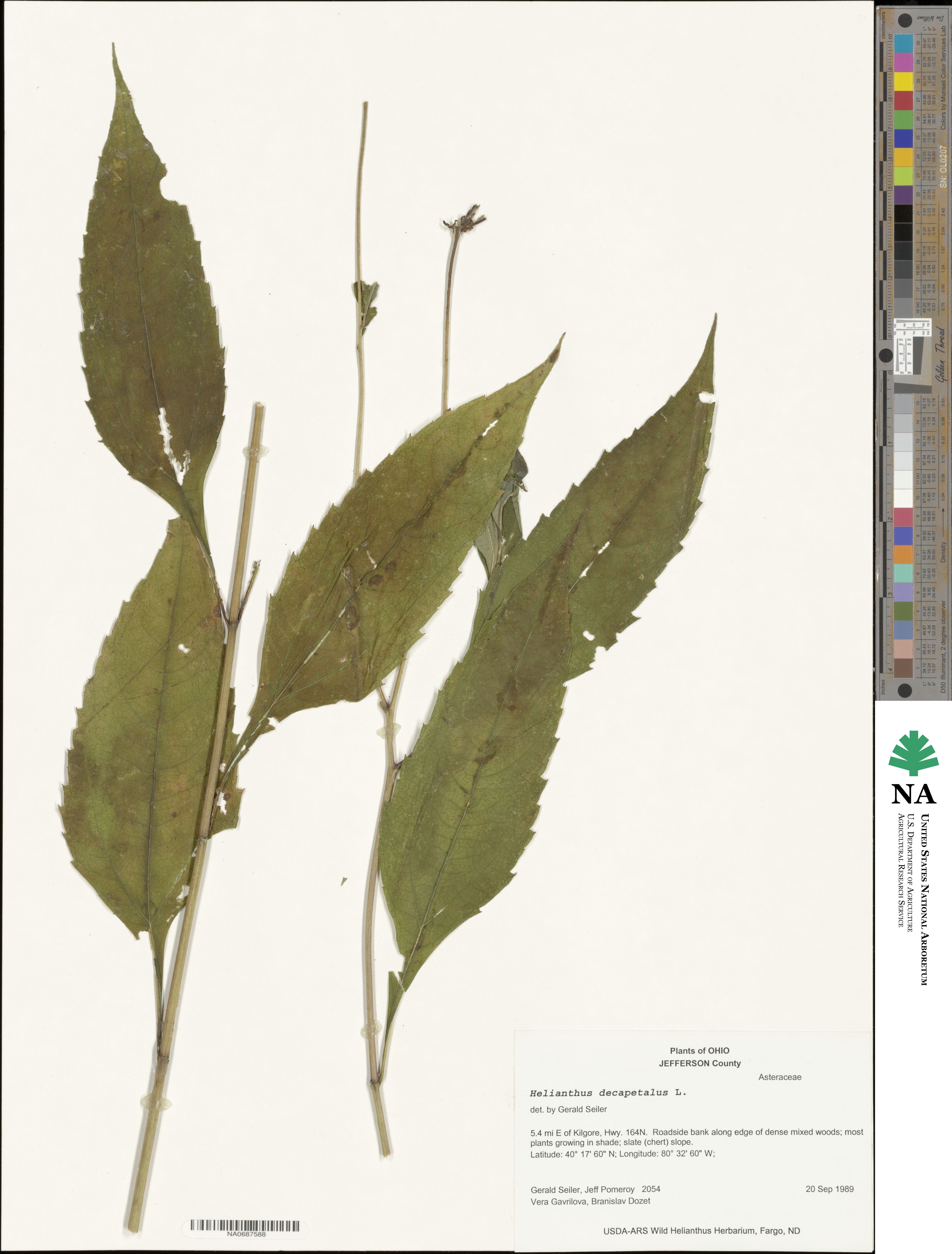 Helianthus decapetalus image