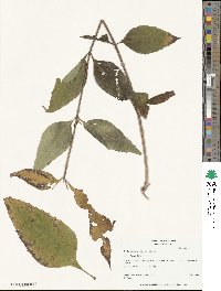 Helianthus decapetalus image