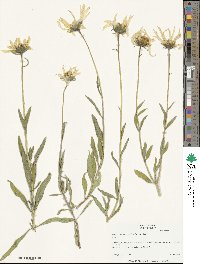 Helianthus cusickii image