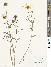 Helianthus cusickii image