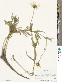 Helianthus cusickii image