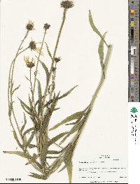 Helianthus cusickii image