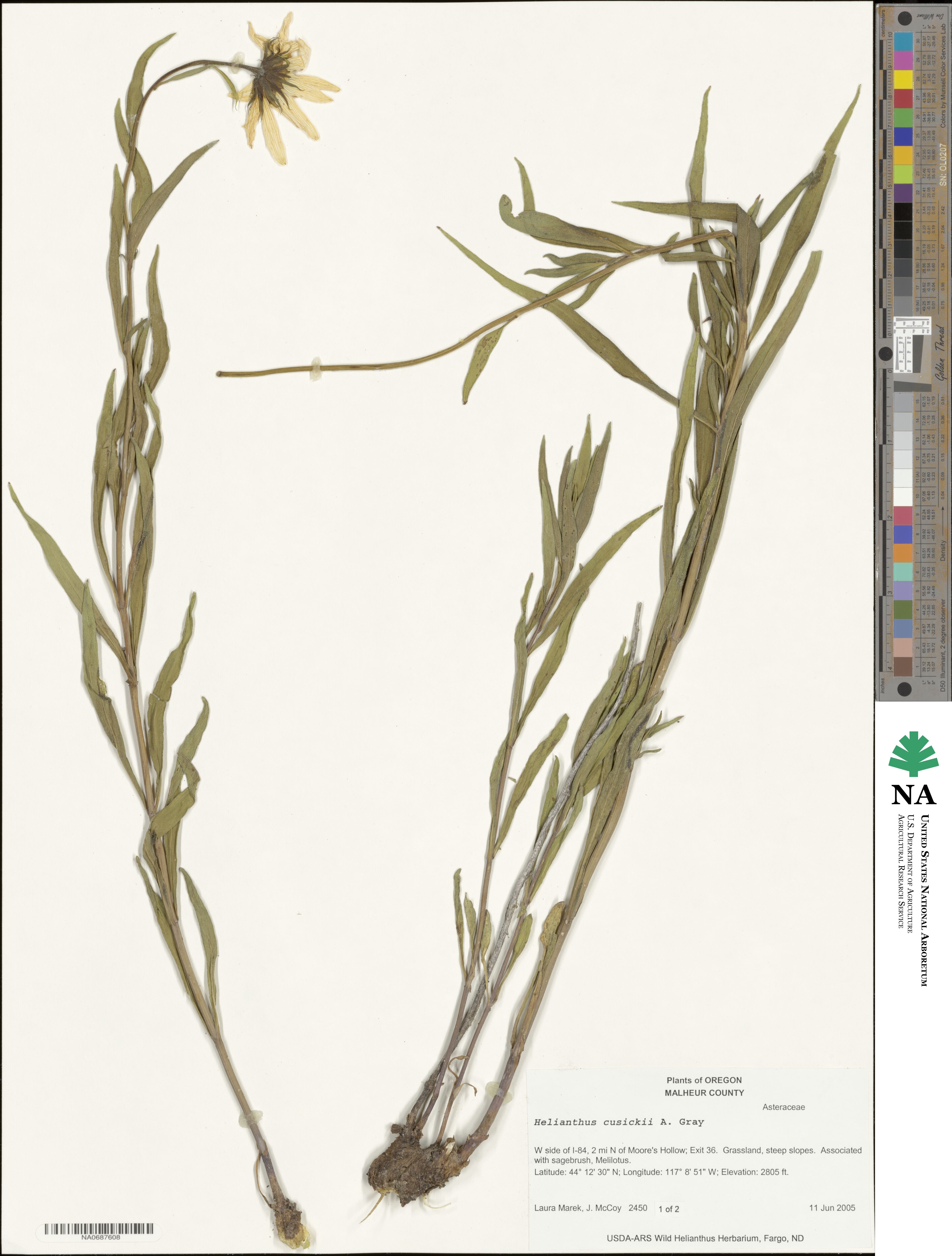 Helianthus cusickii image