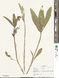 Helianthus cusickii image