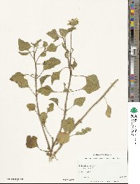 Helianthus debilis subsp. debilis image