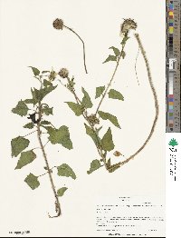 Helianthus debilis image