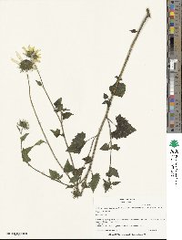 Helianthus debilis image