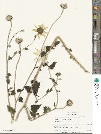 Helianthus debilis image