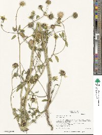 Helianthus exilis image