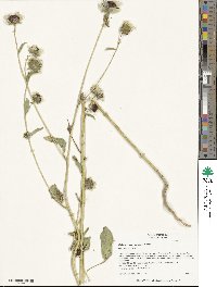 Helianthus exilis image