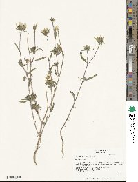 Helianthus exilis image