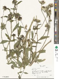 Helianthus exilis image