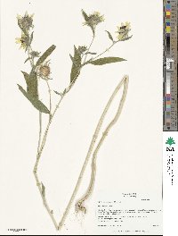 Helianthus exilis image