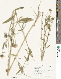 Helianthus exilis image