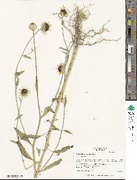 Helianthus exilis image