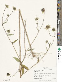 Helianthus exilis image