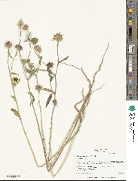 Helianthus exilis image