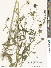 Helianthus exilis image