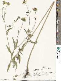 Helianthus exilis image