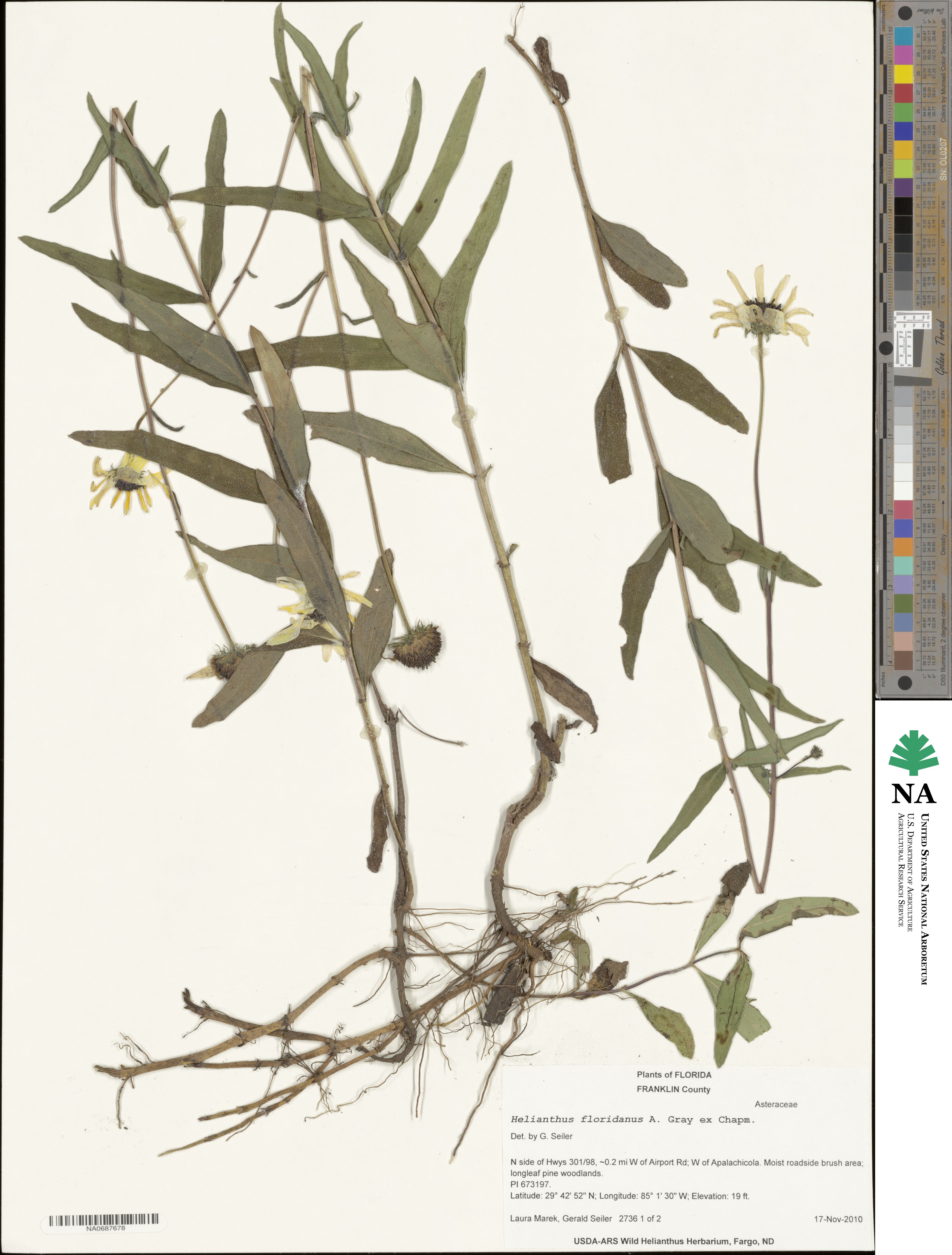 Helianthus floridanus image