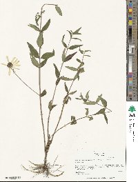 Helianthus floridanus image