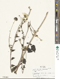 Helianthus debilis image