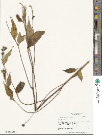 Helianthus decapetalus image