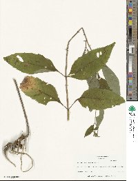 Helianthus decapetalus image