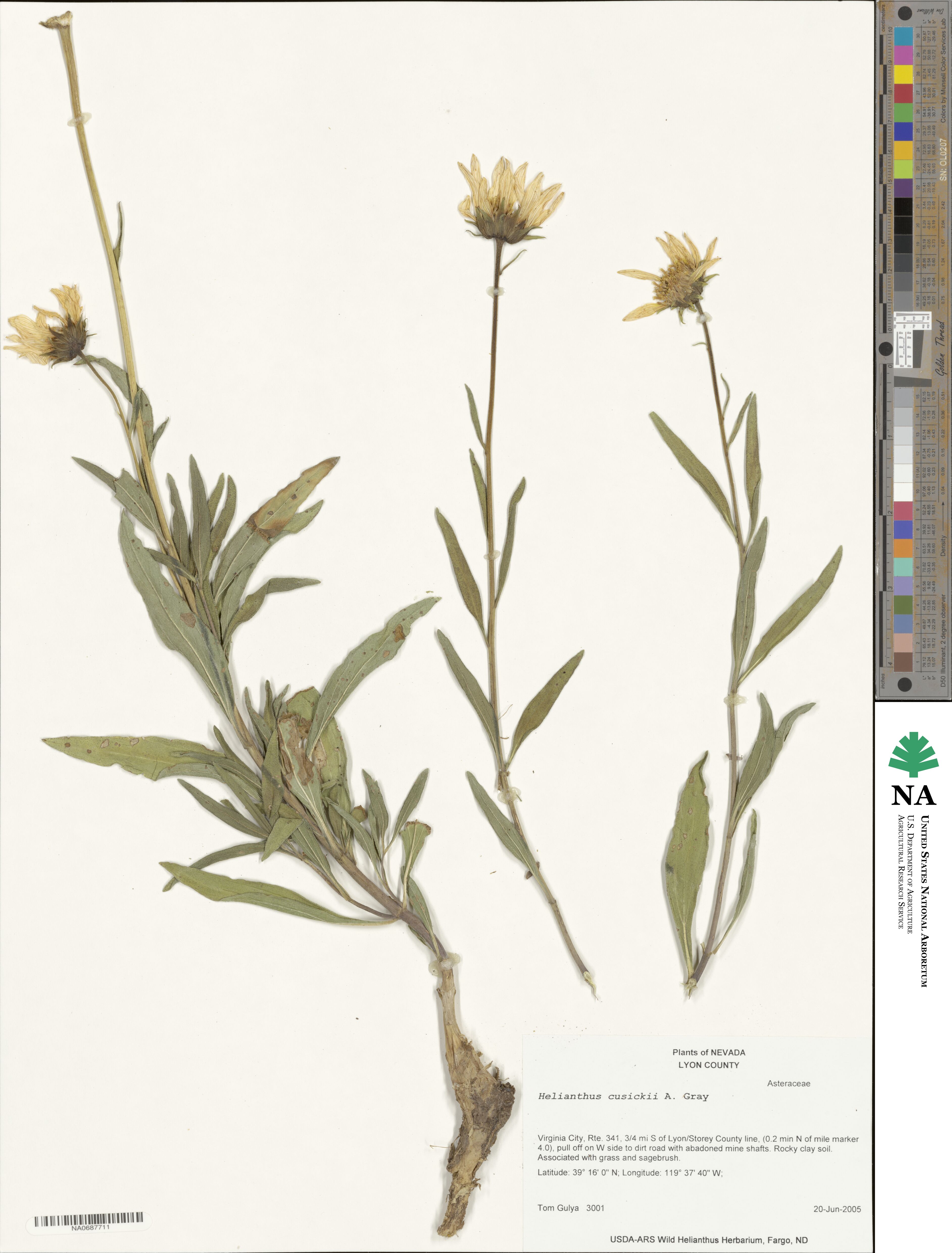 Helianthus cusickii image