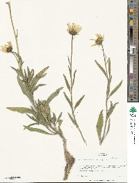 Helianthus cusickii image