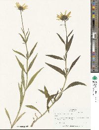 Helianthus cusickii image