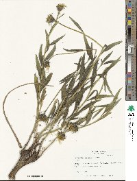 Helianthus cusickii image