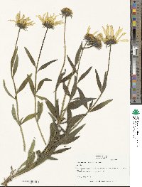 Helianthus cusickii image