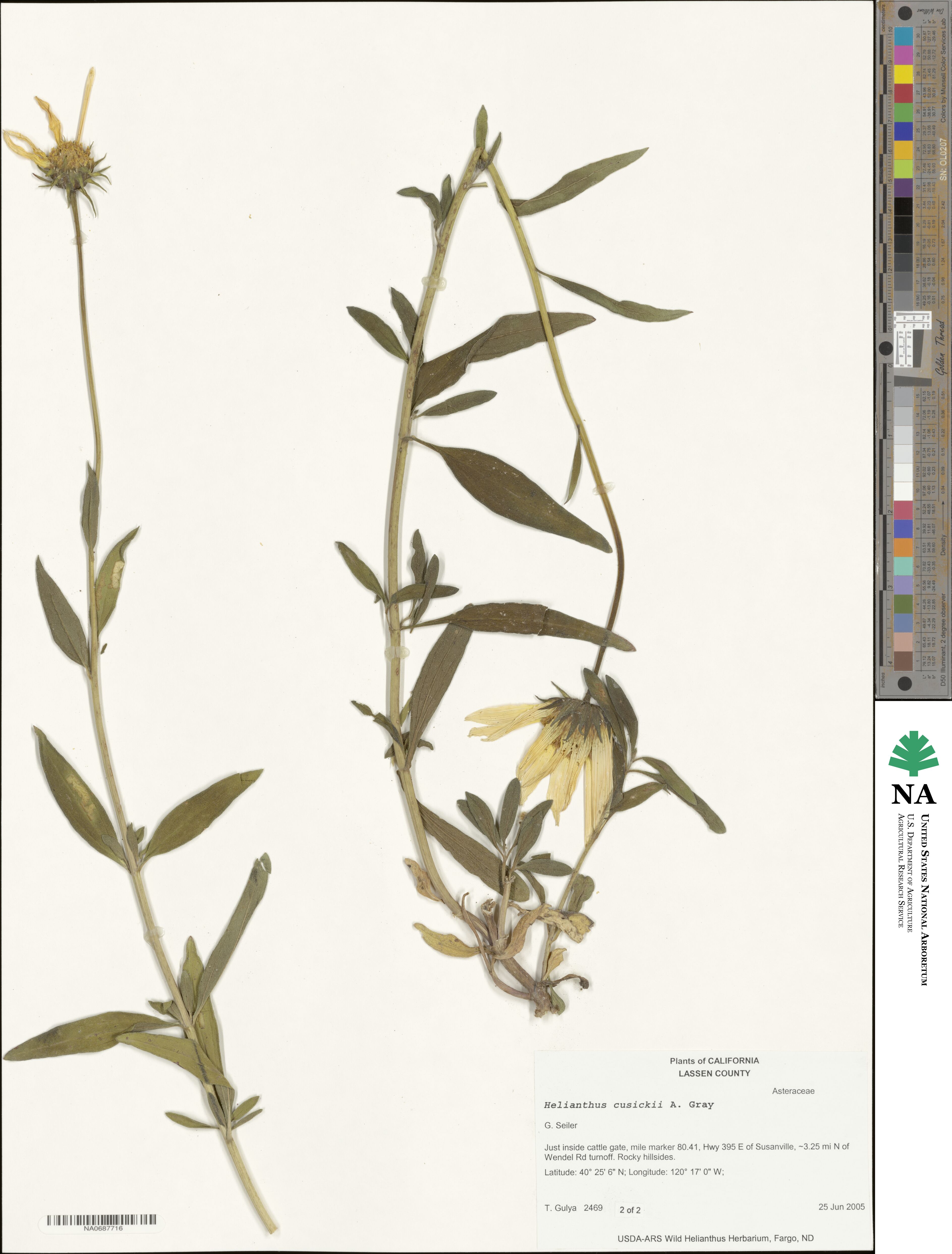 Helianthus cusickii image