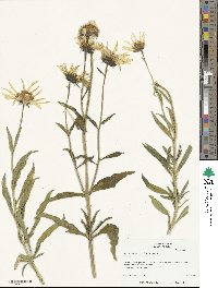 Helianthus cusickii image