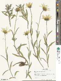 Helianthus cusickii image