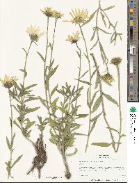 Helianthus cusickii image