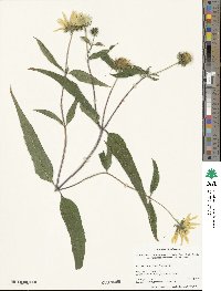 Helianthus divaricatus image