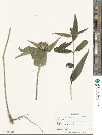 Helianthus divaricatus image