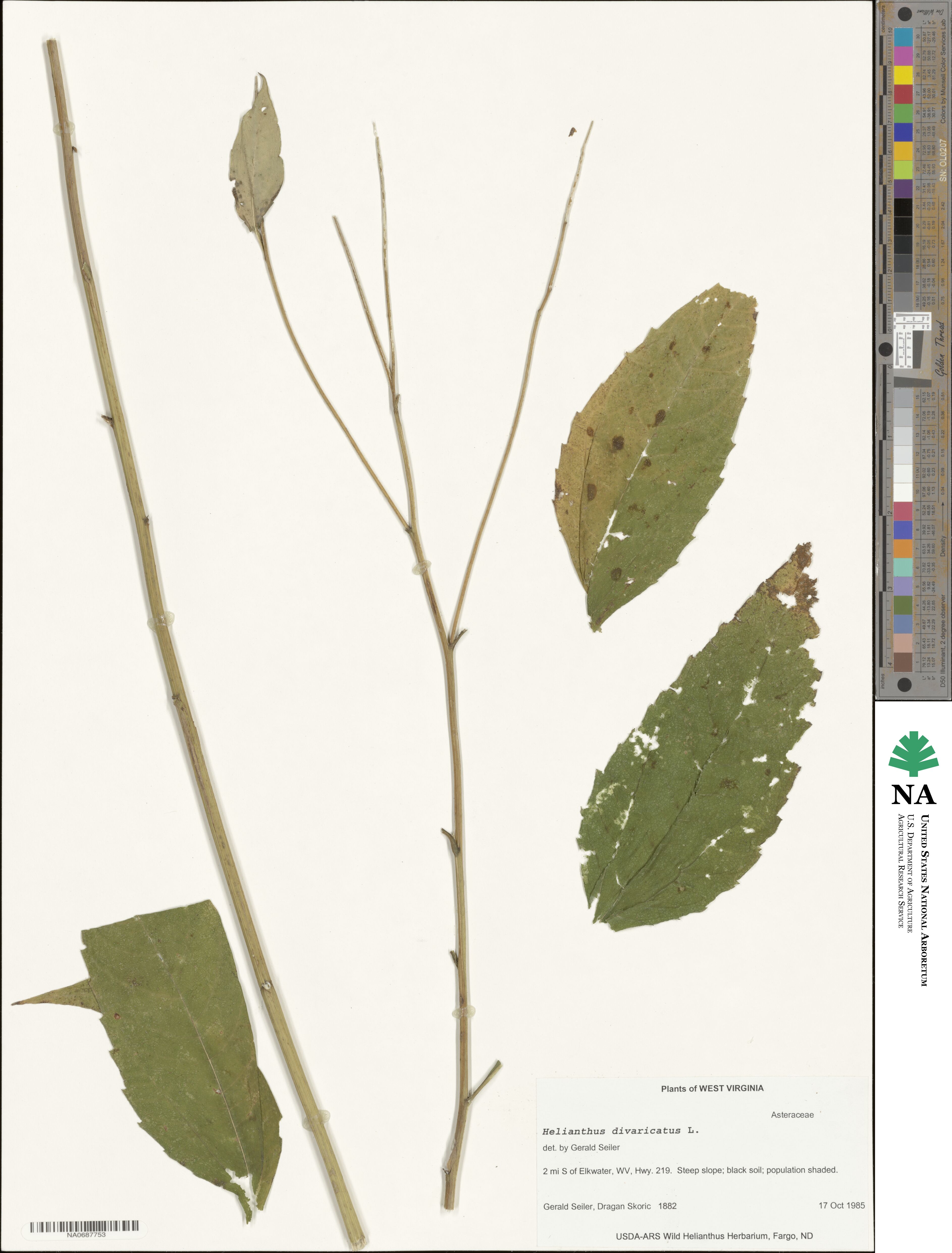 Helianthus divaricatus image