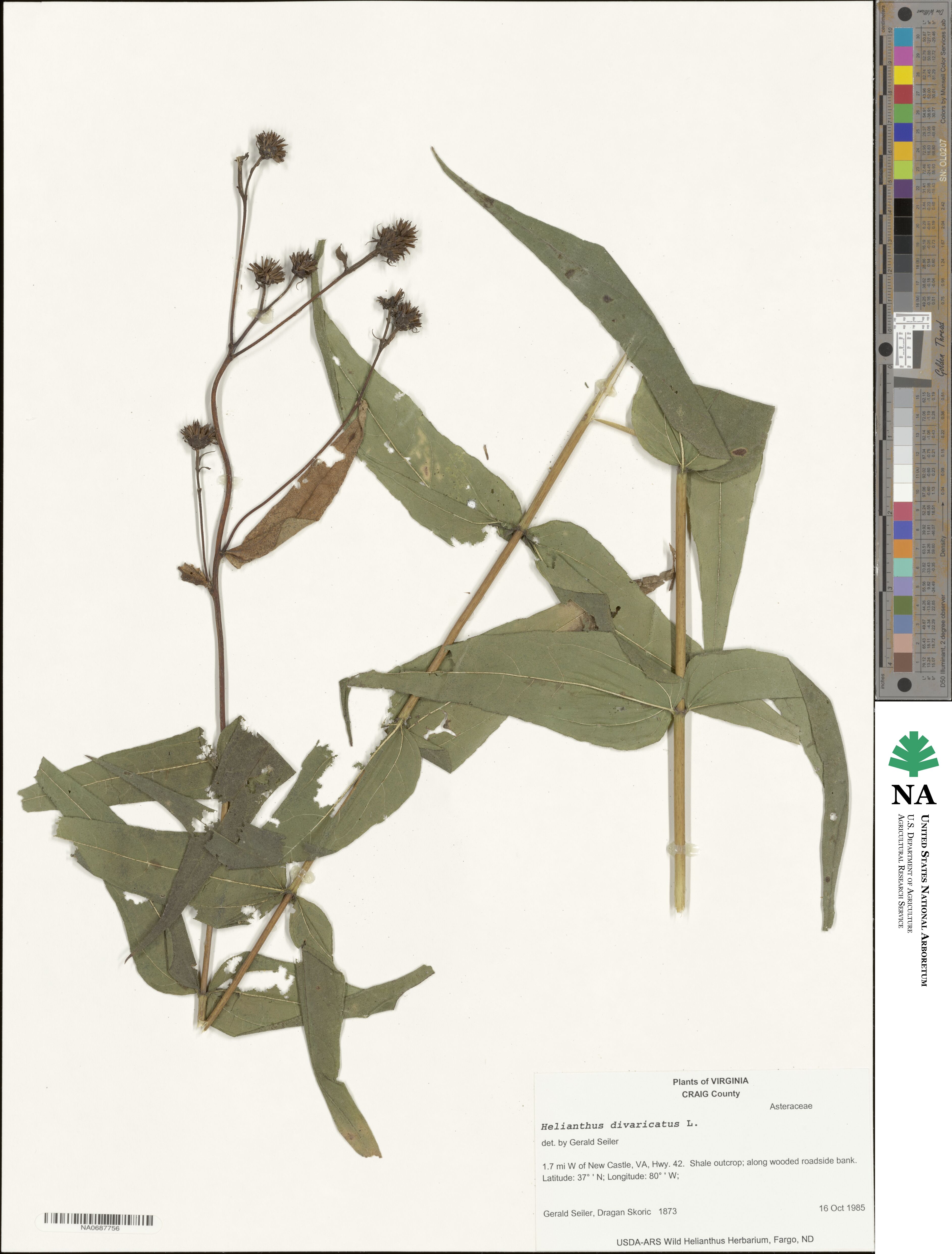 Helianthus divaricatus image