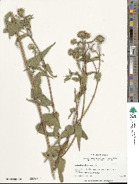 Helianthus divaricatus image