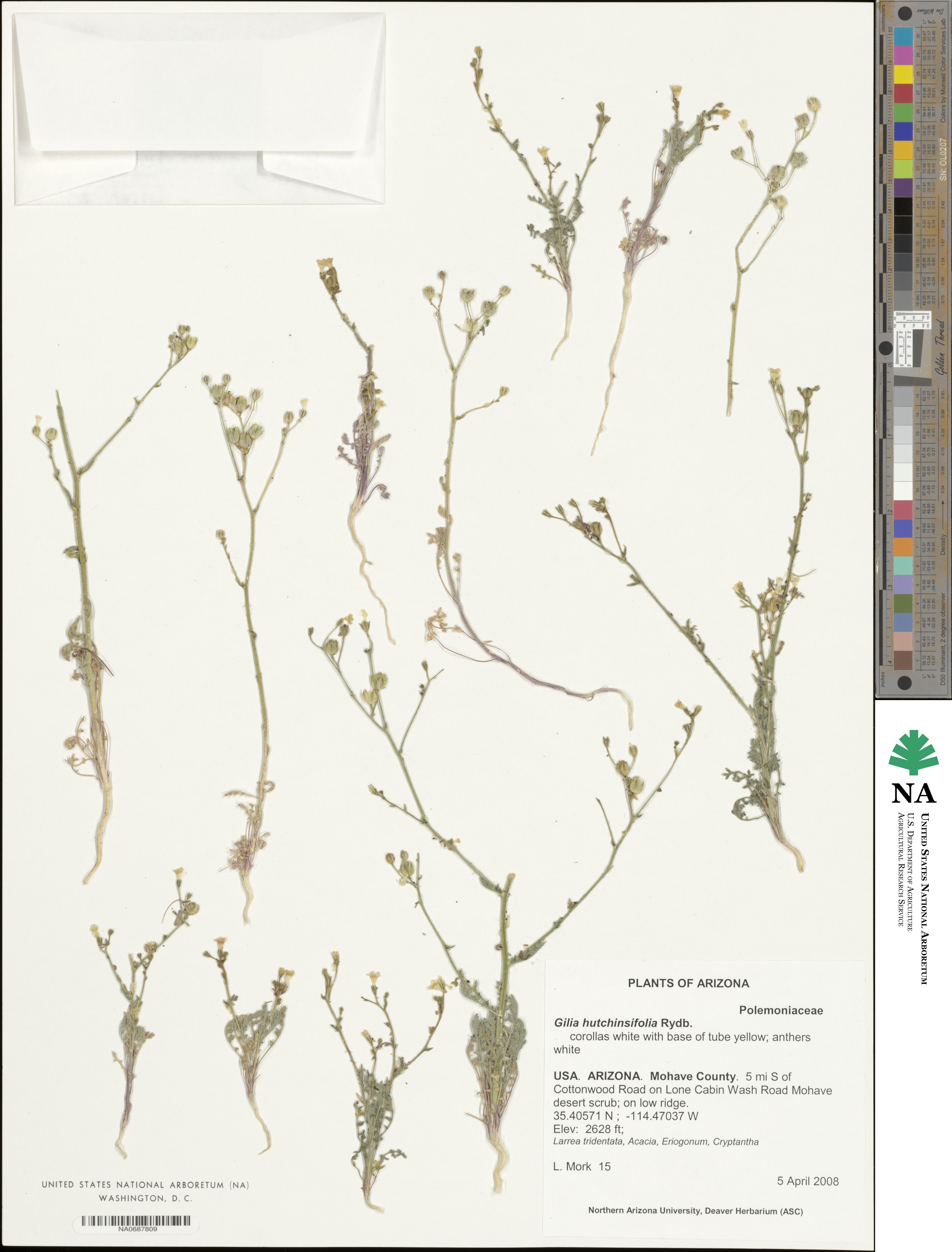 Aliciella hutchinsifolia image
