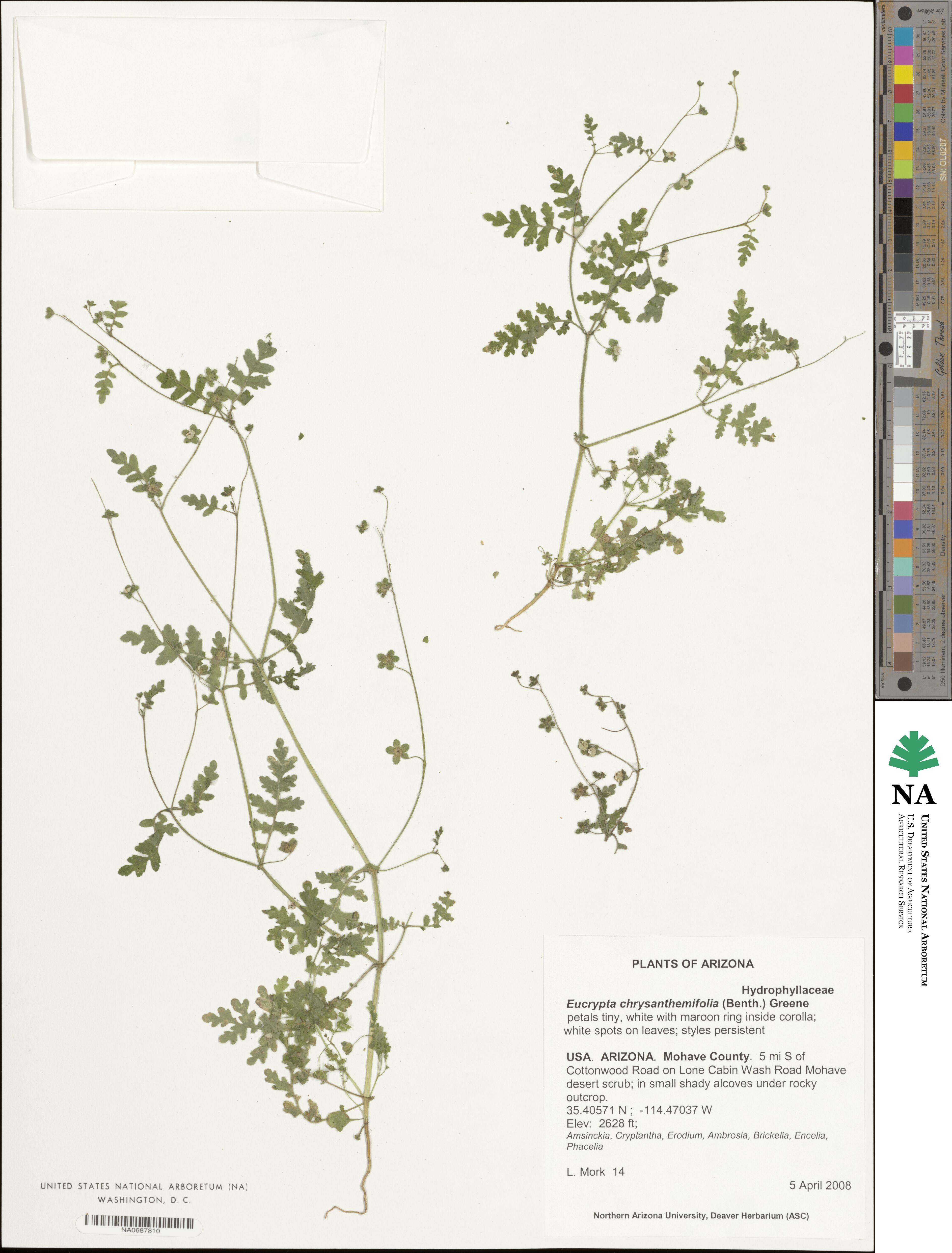 Eucrypta chrysanthemifolia image