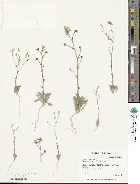 Gilia stellata image